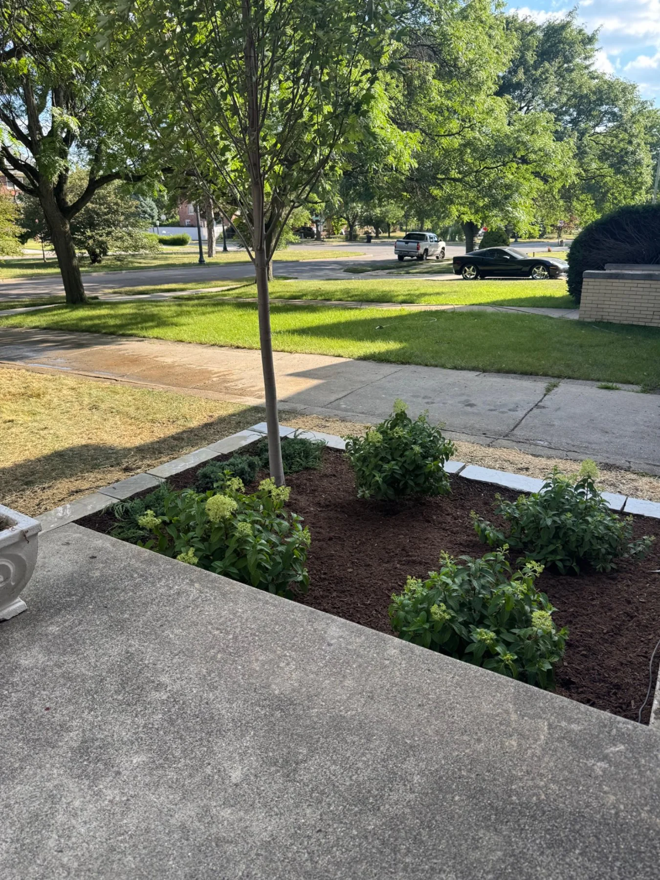 Freshly planted front bed with hydrangeas and mulch
