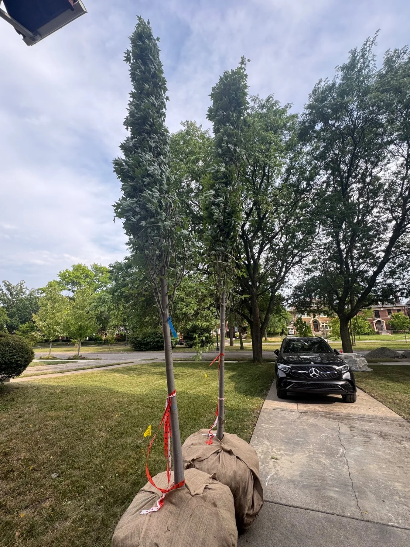 New upright trees delivered for the front landscape